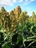 سورگوم - معرفی و خواص گیاهان دارویی